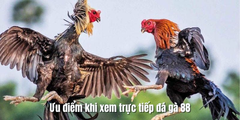 Cung cấp những tính năng thú vị chỉ có tại sảnh đá gà 88 